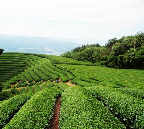 Tour de plantaciones de té verde en Uji con cata de matcha